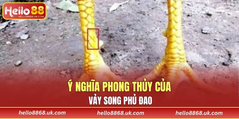 Chiến kê có loại đặc điểm này sẽ mang lại may mắn