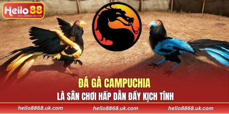 Đá gà Campuchia là sân chơi hấp dẫn đầy kịch tính