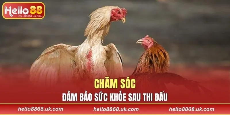 Đảm bảo chiến kê được khỏe mạnh