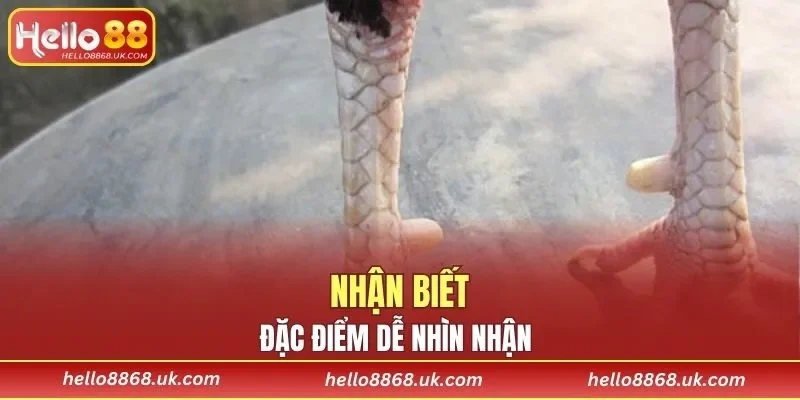 Dấu hiệu nhận biết cơ bản