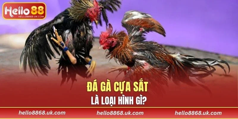 Đây là hình thức giải trí rất phổ biến ở Việt Nam