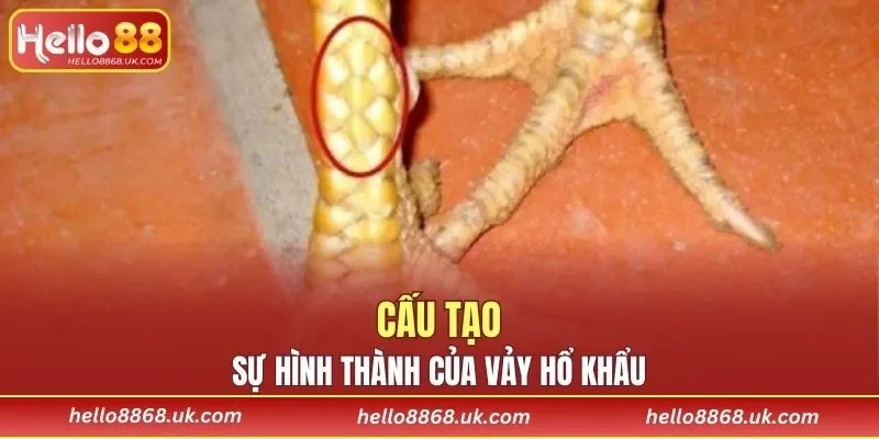 Giới thiệu đặc điểm cấu tạo