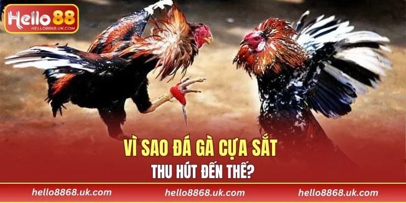 Loại hình này là sự lựa chọn yêu thích của nhiều người