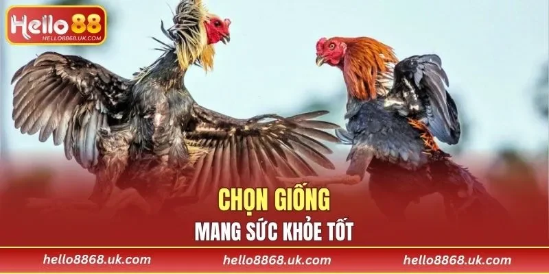 Lựa chọn giống phù hợp