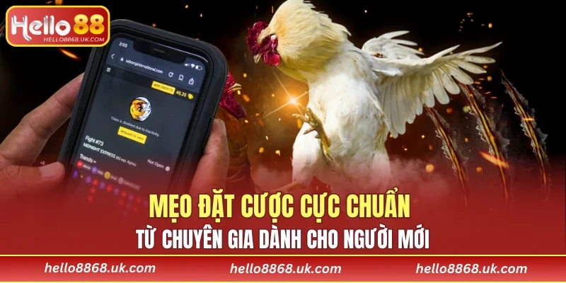 Mẹo đặt cược cực chuẩn từ chuyên gia dành cho người mới