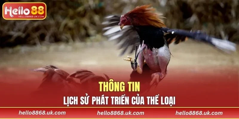 Nguồn gốc từ xưa của đá gà