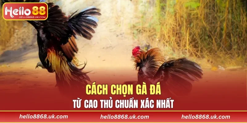 Những mẹo lựa chọn giống gà đá hay