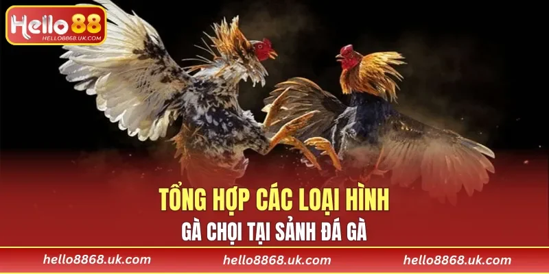 Những trận đấu trực tiếp cực kỳ lôi cuốn