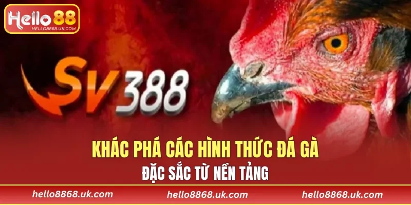 Phổ biến hình thức đá gà đặc biệt thu hút