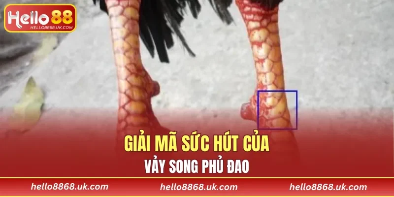 Sức hút không thể chối từ của vảy Song Phủ Đao