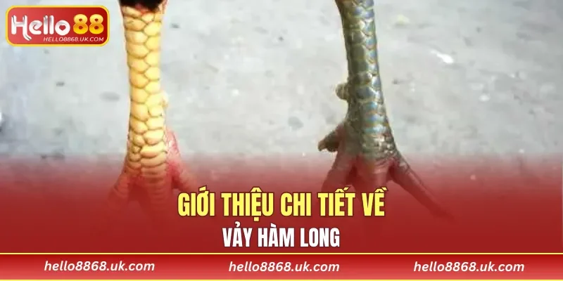 Thông tin chi tiết về vảy Hàm Long
