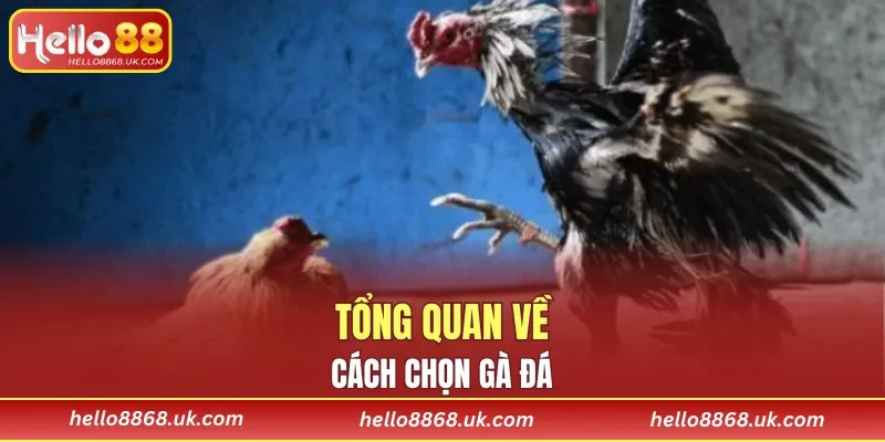 Tìm hiểu thông tin về cách chọn gà đá