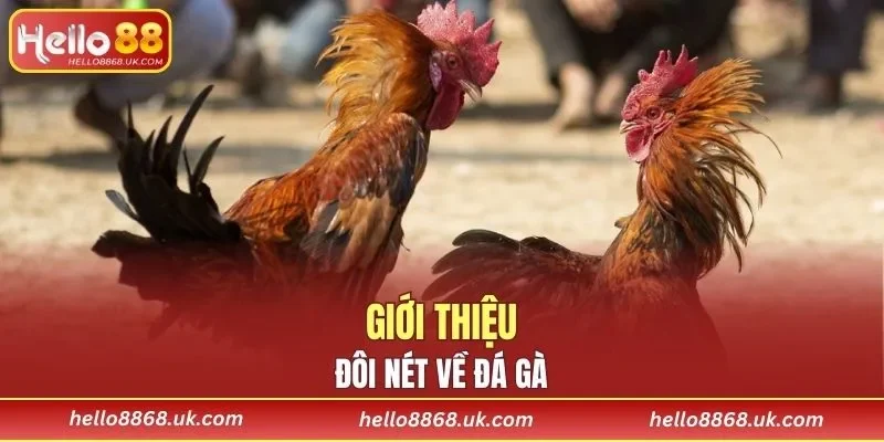 Tìm hiểu thông tin về Đá Gà Thomo