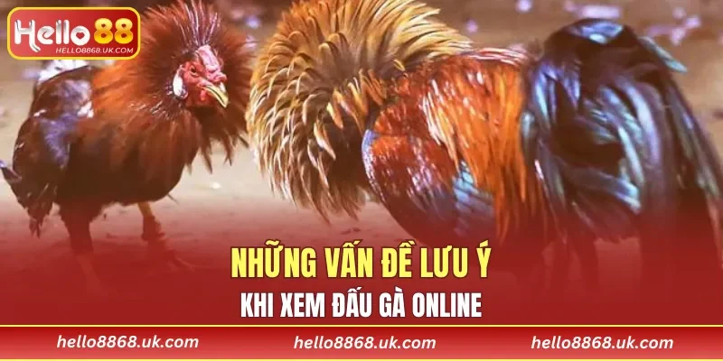 Vấn đề nhỏ cần chú ý khi xem đấu gà